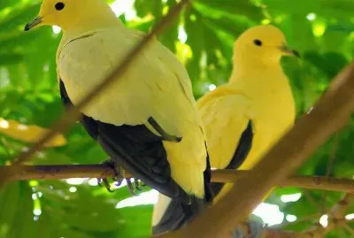 פאזל של ImÃ¡genes