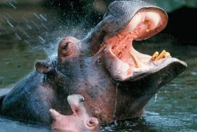פאזל של HIPOPOTAMOS