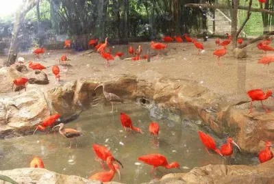 Jurong Bird Park Singapore
