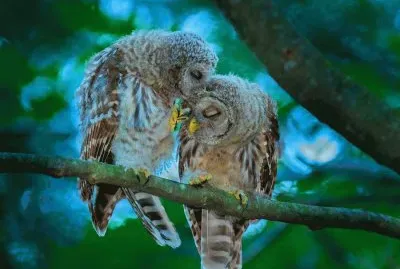 פאזל של ImÃ¡genes