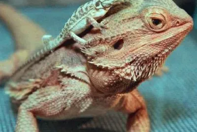 פאזל של ImÃ¡genes