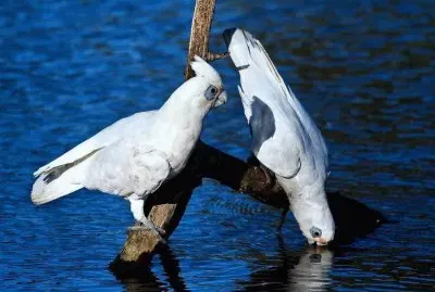 פאזל של ImÃ¡genes