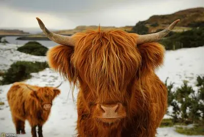 highland cattle