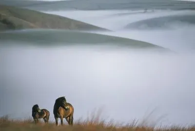 פאזל של alpine meadow