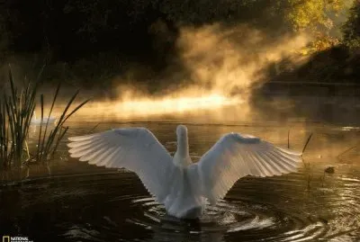 firefox swan