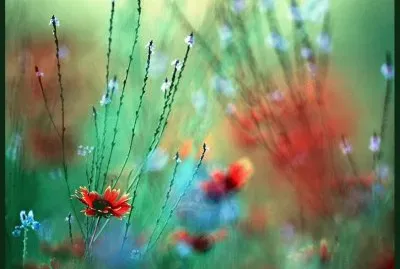 wild flowers