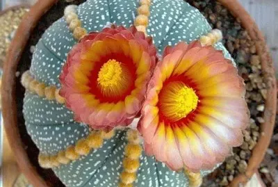 Cactus Flower