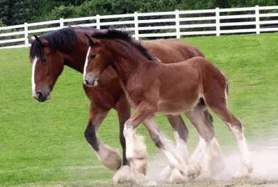 Clydesdales