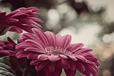 flores