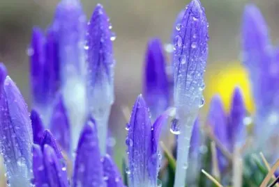 â™¦