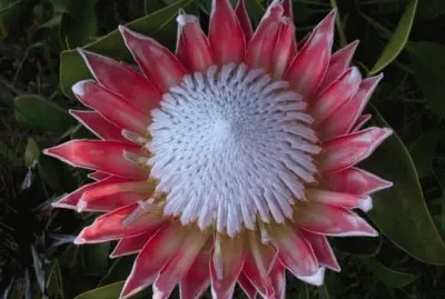 australian flower