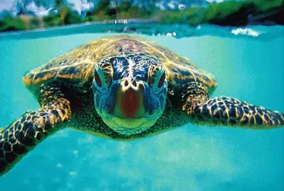 Turtle jigsaw puzzle