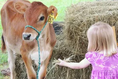 Calf and Girl jigsaw puzzle