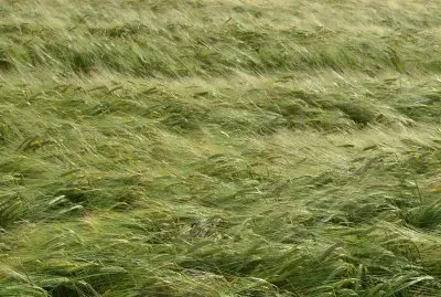 Natura jigsaw puzzle