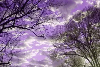 Purple Sky