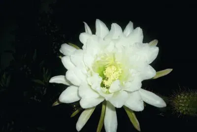 fiore di cactus