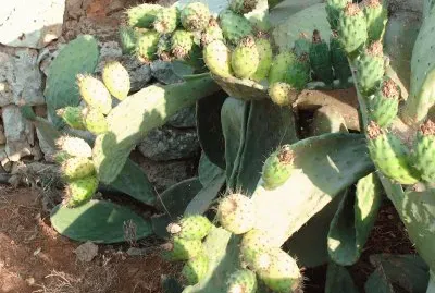 פאזל של fichi d 'india