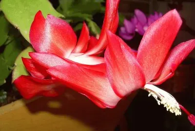 Zygocactus- Flor