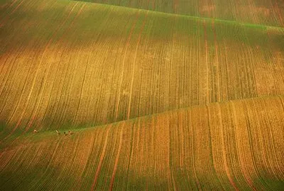 field with deer