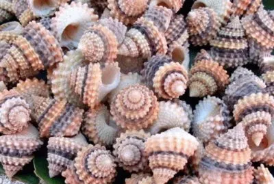 Shells