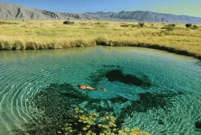 aquatic life