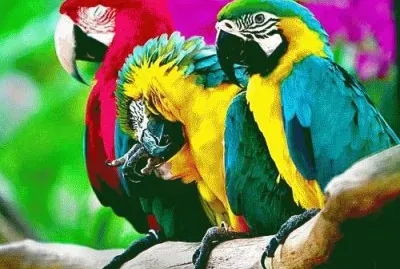 פאזל של papagaios