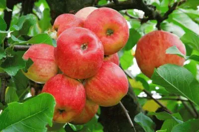 Apples on Tree jigsaw puzzle