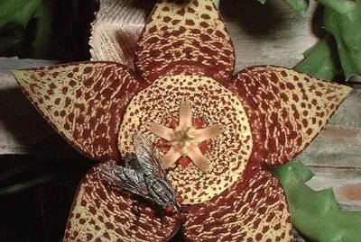 small carrion flower