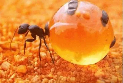 Hormiga Mielera
