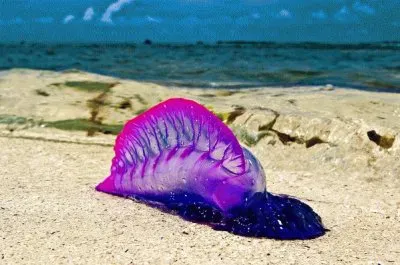 man of war