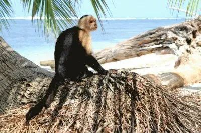 פאזל של ImÃ¡genes