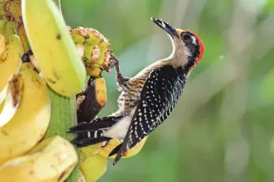 פאזל של ImÃ¡genes