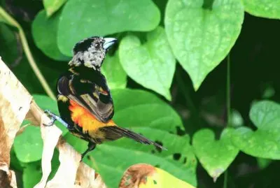 פאזל של ImÃ¡genes