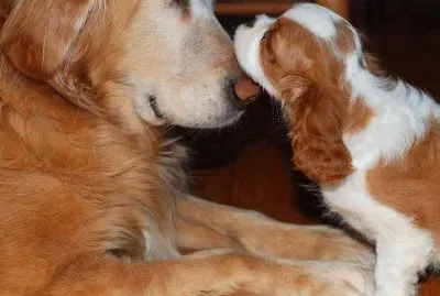 פאזל של ImÃ¡genes