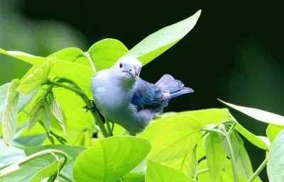 פאזל של ImÃ¡genes