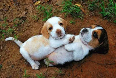 פאזל של ImÃ¡genes