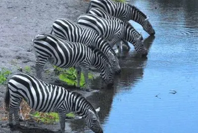 פאזל של ImÃ¡genes