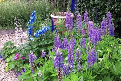 Purple Garden
