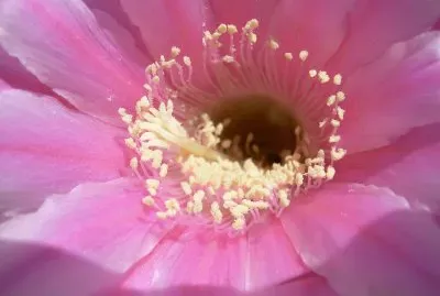 flor de cactus jigsaw puzzle