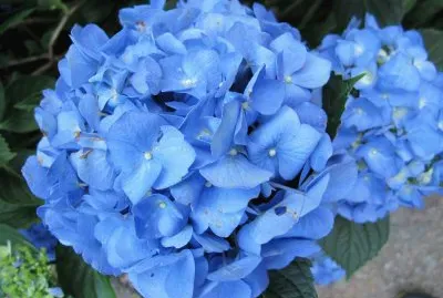 blue hydrangia