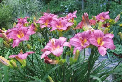Daylily