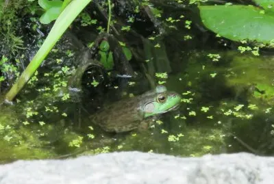 garden pond jigsaw puzzle