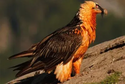 El Quebrantahuesos de los Pirineos jigsaw puzzle