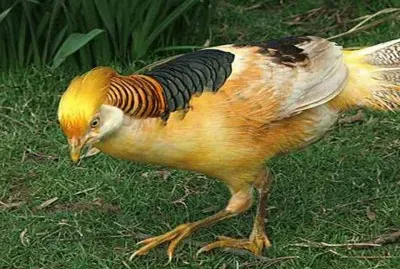 FaisÃ¡n Dorado jigsaw puzzle