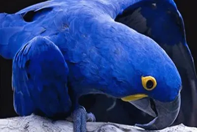 Loro azul -Brasil jigsaw puzzle