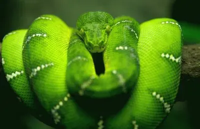 פאזל של ANIMALES