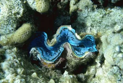 Almeja Gigante - Mar Rojo