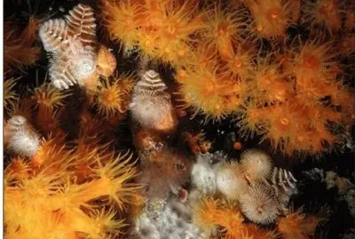 AnÃ©mona Marina - OceanÃ­a