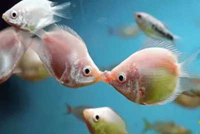 Besadores Rosados - India,  Indonesia