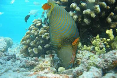 Blue-green Chromis - Maldivas